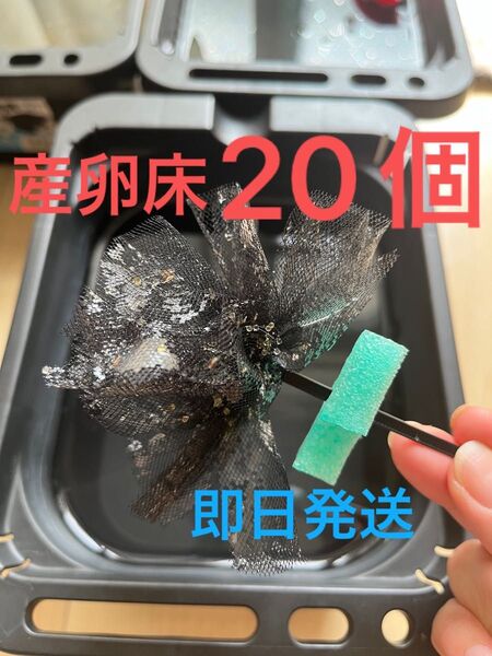 メダカ産卵床 20個 浮き付 コロたまボール メダカ 飼育