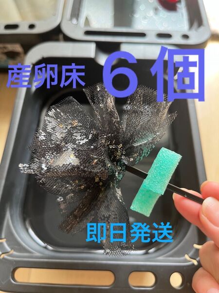 メダカ産卵床 6個 浮き付 コロたまボール メダカ 飼育