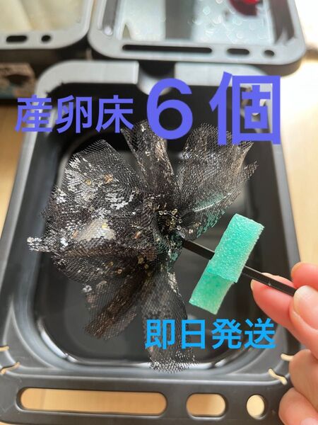 メダカ産卵床 6個 浮き付 コロたまボール メダカ 飼育