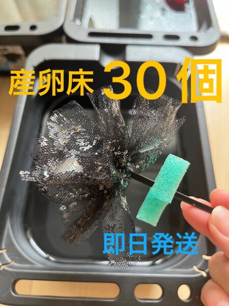 メダカ産卵床 30個 浮き付 コロたまボール メダカ 飼育