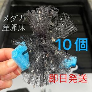 メダカ産卵床 10個 浮き付 コロたまボール メダカ 飼育