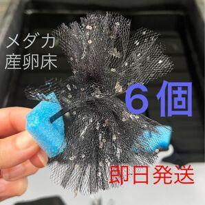 メダカ産卵床 6個 浮き付 コロたまボール メダカ 飼育