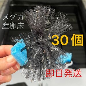 メダカ産卵床 30個 浮き付 コロたまボール メダカ 飼育