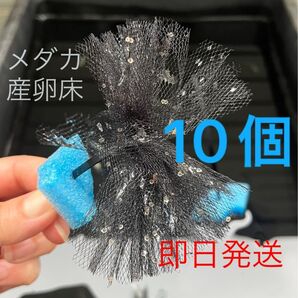 メダカ産卵床 10個 浮き付 コロたまボール メダカ 飼育