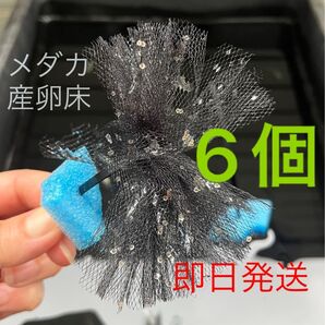メダカ産卵床 6個 浮き付 コロたまボール メダカ 飼育