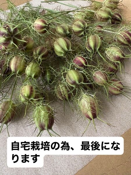 ニゲラ ニゲラ50本以上 ドライ資材 自宅栽培のニゲラ