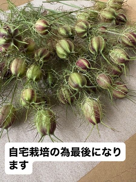 ニゲラ ニゲラ50本以上 ドライ資材 自宅栽培のニゲラ