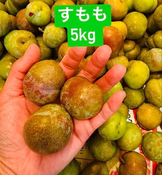 すもも 5kg
