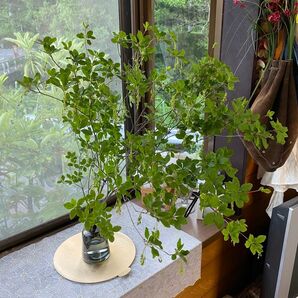 生花 ミヤマドウダン切り枝 60cm×5本セット