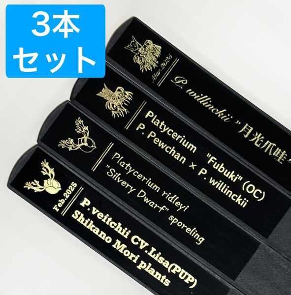 プランツタグ(3本) ビカクシダ リドレイ ウィリンキー ベイチー 月光爪哇