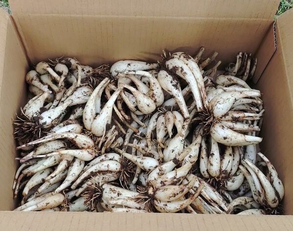 数量限定 長崎県産らっきょう(土付き、根付き)約3kg 栽培中農薬、除草剤不使用