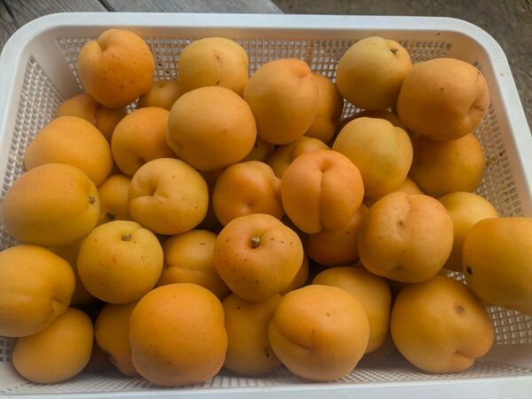 あんず【2kg】神奈川県小田原産