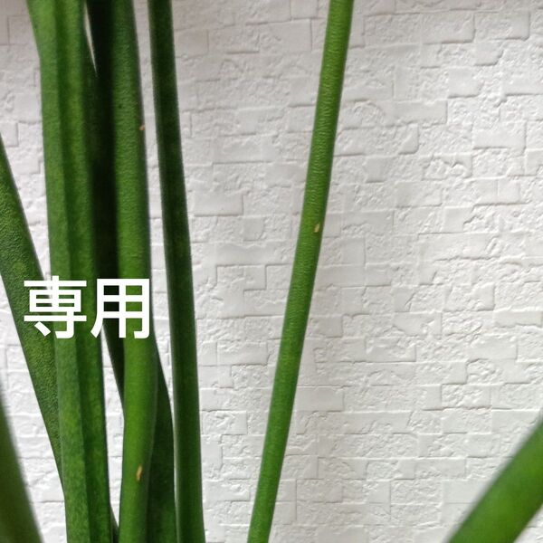 タオル 2枚