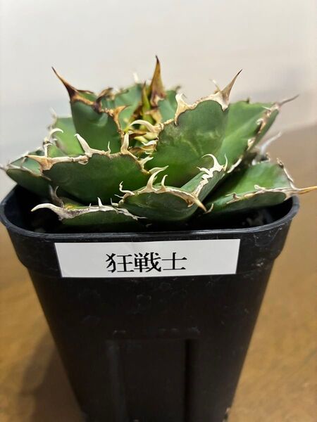 アガベチタノタ狂戦士 良型狂棘 鉢ごと発送 検索用)オテロイ 黒犀牛 白鯨 シーザー ハデス