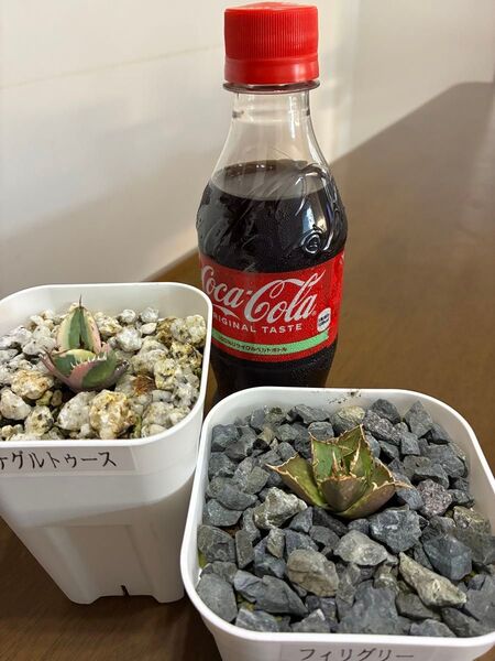 アガベチタノタ子株2セット スナグルトゥース & フィリグリー 鉢ごと発送 検索用)オテロイ