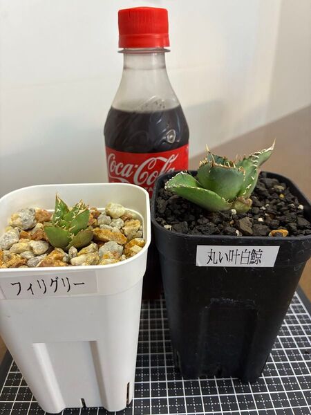 アガベチタノタ子株2セット フィリグリー&丸い叶白鯨 鉢ごと発送 検索用)オテロイ 白鯨 シーザー ハデス