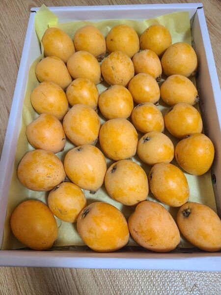 長崎産 びわ なつたより 1.5キロ箱 訳あり 30玉前後