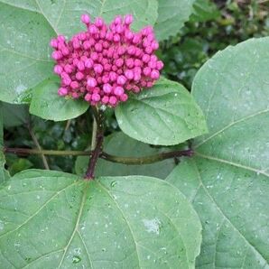 ボタンクサギ 3本