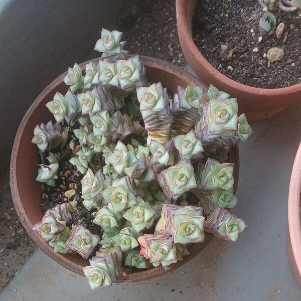 多肉植物、星の王子カット苗