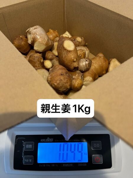 高知県産親生姜1Kg