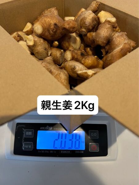 高知県産親生姜2Kg