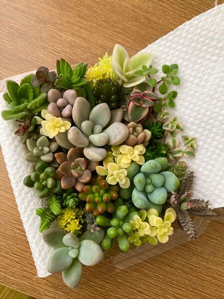 多肉植物 寄せ植え カット苗 詰め合わせ