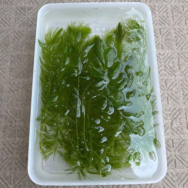 水草 マツモ 15〜20cm程 10本