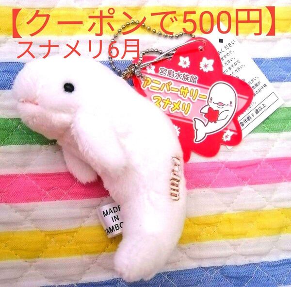 【新品・タグ付】宮島水族館限定品・アニバーサリー《スナメリ6月》 ぬいぐるみ マスコット キーホルダー ボールチェーン