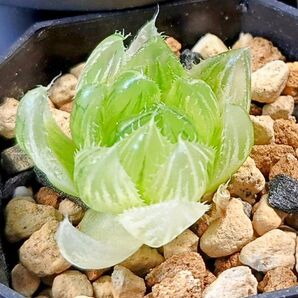 ハオルチア エメラルドLED錦