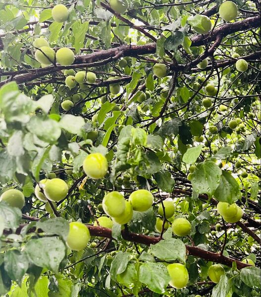 青梅 大梅 南高梅 無農薬 1kg以上