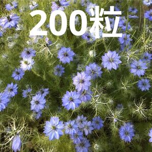 ニゲラの種