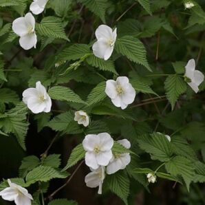 白山吹の種