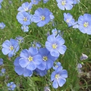 宿根アマ 青色 種子 花の種