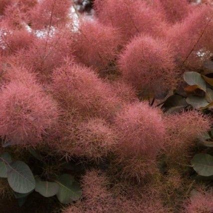 スモークツリー 花の種