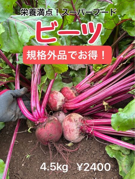 規格外だけど栄養満点野菜 ビーツ