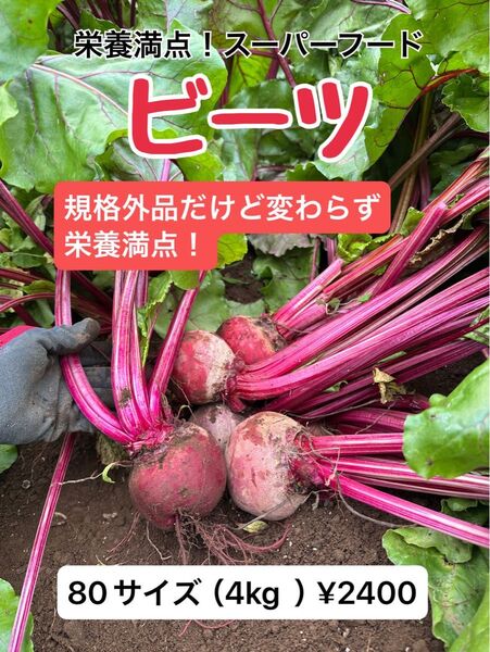 朝採り新鮮ビーツ 規格外品でお得 80サイズ(4kg)