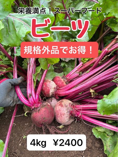 新鮮スーパーフード! ビーツ 規格外品でお得!