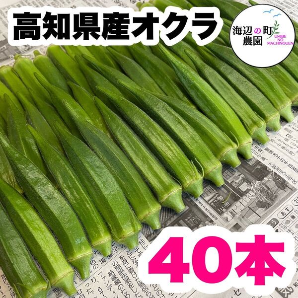 夏野菜【高知県産オクラ】A品&B品 40本 おくら 野菜 産地直送!Mrt