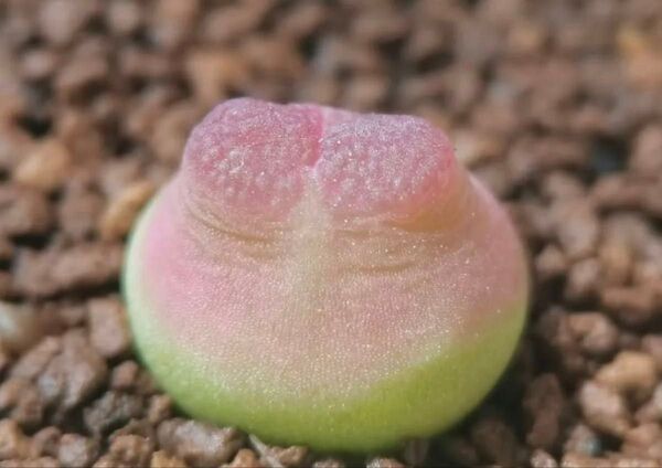 多肉植物 メセン コノフィツム acutum アクツム