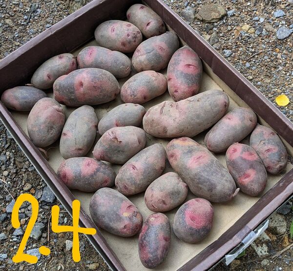 値下げしました!!宮崎産グランドペチカ新じゃがいも 2.4kg