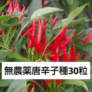 トウガラシ種 30粒