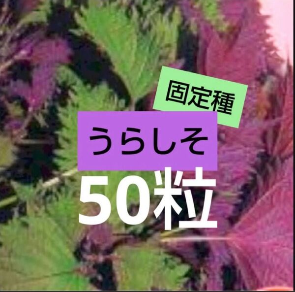 種 野菜たね 健康野菜 芳香うらしそ 50粒