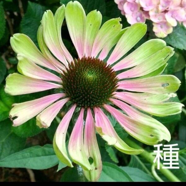 エキナセアグリーンツイスター 種