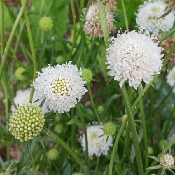 種 花たね スカビオサ ホワイト スノーメイデン