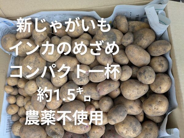 新 じゃがいも インカのめざめ 約1.5㌔ (箱込み) 農薬不使用