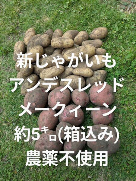 新 じゃがいも アンデスレッド メークィーン 約5㌔ (箱込み) 農薬不使用