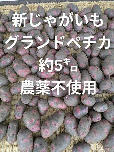 新 じゃがいも グランドペチカ 約5㌔ (箱込み) 農薬不使用