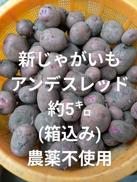 新 じゃがいも アンデスレッド 約5㌔ (箱込み) 農薬不使用