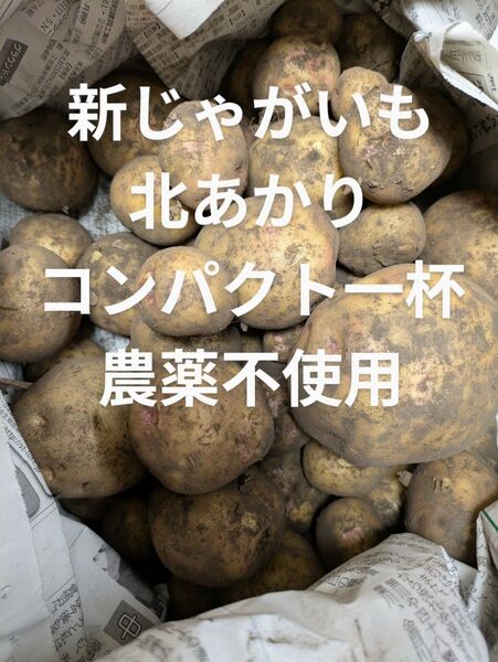 新 じゃがいも 北あかり コンパクト一杯 農薬不使用