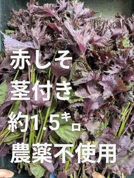 赤しそ 茎付き 約1.5㌔ 農薬不使用